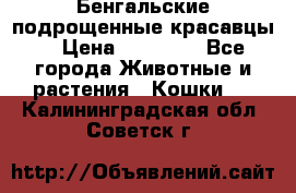 Бенгальские подрощенные красавцы. › Цена ­ 20 000 - Все города Животные и растения » Кошки   . Калининградская обл.,Советск г.